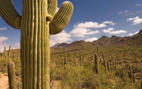 Saguaro National Park West